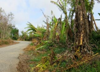 Agricultores puertorriqueños luchan por salvar sus fincas diezmadas por tormenta Ernesto tormenta