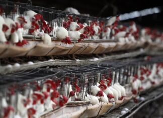 Puerto Rico descarta algún caso humano de gripe aviar por la muerte de 60 gallinas gripe aviar