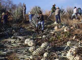 La industria del tequila en México define estrategias para afrontar aranceles de Trump aranceles
