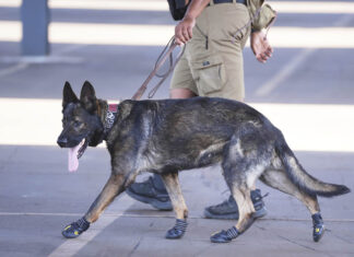 Sabuesos que ayudan con seguridad en Mundial de Clubes usan botines ante el calor extremo calor