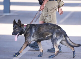 Some sniffer dogs at the Club World Cup outfitted with booties to protect their paws from the heat