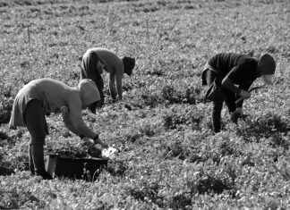 Back in 1977: Carter’s attempt at immigration reform