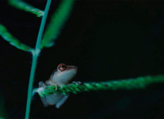 El coquí bajo ataque: polémica y defensa cultural desde Puerto Rico hasta Filadelfia