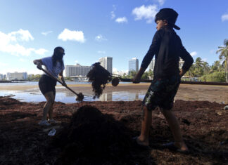 La limpieza del sargazo moviliza a voluntarios en Puerto Rico para salvar la vida marina sargazo