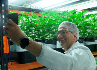 ¿A qué punto está la legalización del cannabis recreativo en Pensilvania? cannabis