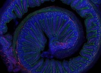El ejercicio moderado mejora la microbiota y la salud cerebral salud