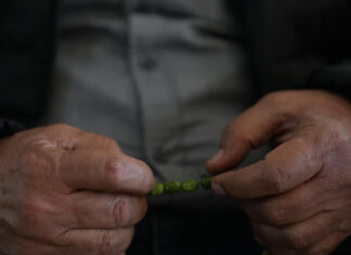 Identifican una hormona natural que protege a las neuronas del daño del párkinson párkinson