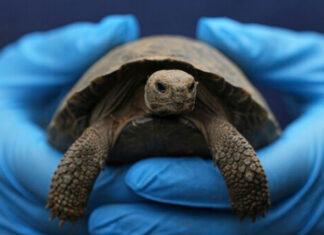 Tortoise hatchlings born of century-old parents come out of their shells at Philadelphia Zoo