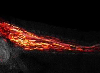 Un nuevo método que une IA y edición genética mejora la precisión de las terapias génicas