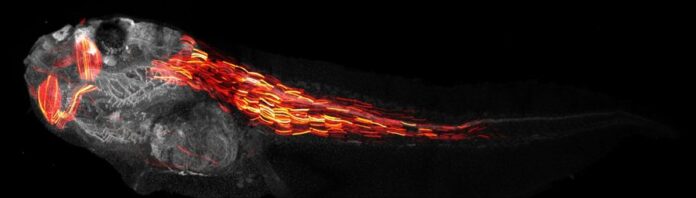 Un nuevo método que une IA y edición genética mejora la precisión de las terapias génicas