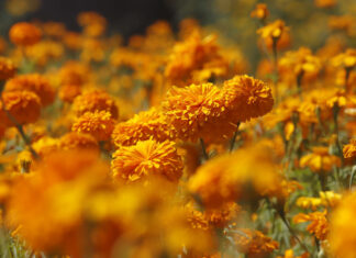 Cempasúchil, la flor mexicana que guía a las almas de los muertos de vuelta a sus hogares Cempasúchil