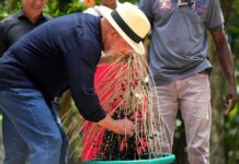 El açaí, tan popular en todo el mundo en desayunos y batidos, se come diferente en Brasil açaí