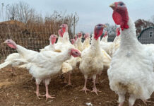 Las tiendas mantienen bajos precios del pavo en un año difícil. Otras comidas festivas podrían subir