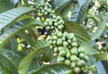 República Dominicana fortalece la competitividad de su producción cafetalera