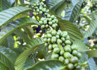 República Dominicana fortalece la competitividad de su producción cafetalera