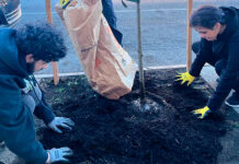 Trees bring fruits, flowers, and shade to Hunting Park homes