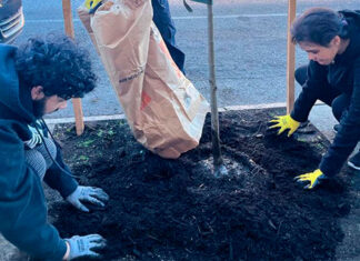 Trees bring fruits, flowers, and shade to Hunting Park homes