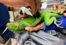 Iguana en peligro de extinción prospera en islote del Caribe