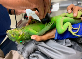 Iguana en peligro de extinción prospera en islote del Caribe