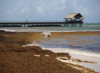 Naciones Unidas adopta una resolución sobre el sargazo presentada por República Dominicana