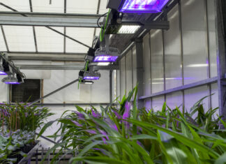 Plantas que ‘respiran’ nitrógeno y tomates que resisten la sal, la agricultura del futuro