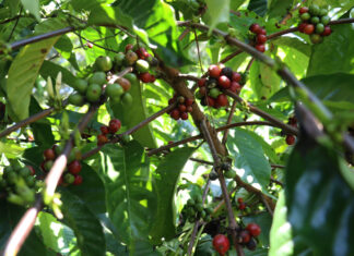 Migrantes cubanos, venezolanos y haitianos salvan la cosecha de café en el sur de México migrantes