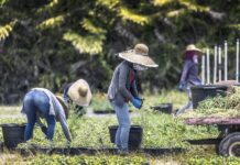 Unos 1.600 latinoamericanos trabajarán en España por programas de migración circular