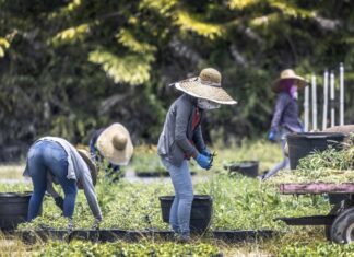 Unos 1.600 latinoamericanos trabajarán en España por programas de migración circular