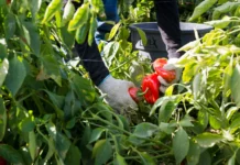 Cosechan nuestros alimentos, pero una nueva norma podría despojarlos de Medicaid