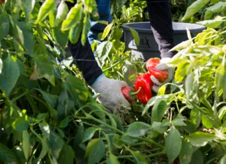 Cosechan nuestros alimentos, pero una nueva norma podría despojarlos de Medicaid