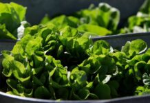Between prices and a diarrhea-causing parasite, lettuce is causing hard times at some restaurants