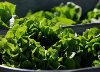 Between prices and a diarrhea-causing parasite, lettuce is causing hard times at some restaurants