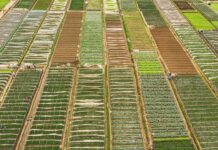 Detectan en Puerto Rico dos especímenes de mosca que amenazan la producción agrícola puerto rico