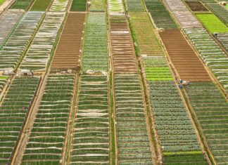 Detectan en Puerto Rico dos especímenes de mosca que amenazan la producción agrícola puerto rico
