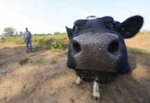 Los ganaderos en EE. UU. advierten que las redadas de ICE podrían encarecer la carne de res