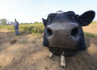 Los ganaderos en EE. UU. advierten que las redadas de ICE podrían encarecer la carne de res