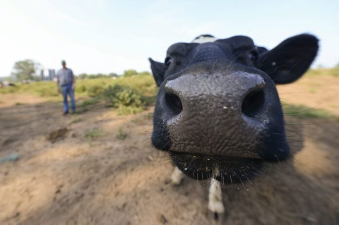 Los ganaderos en EEUU advierten que las redadas de ICE podrían encarecer la carne de res