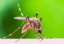El Departamento de Sanidad pulverizará contra los mosquitos en Fairmount