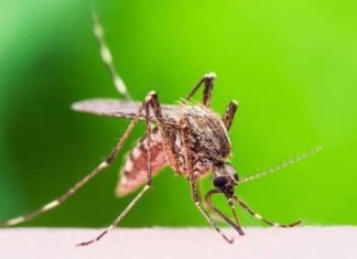 El Departamento de Sanidad pulverizará contra los mosquitos en Fairmount