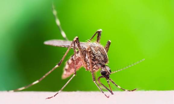 El Departamento de Sanidad pulverizará contra los mosquitos en Fairmount